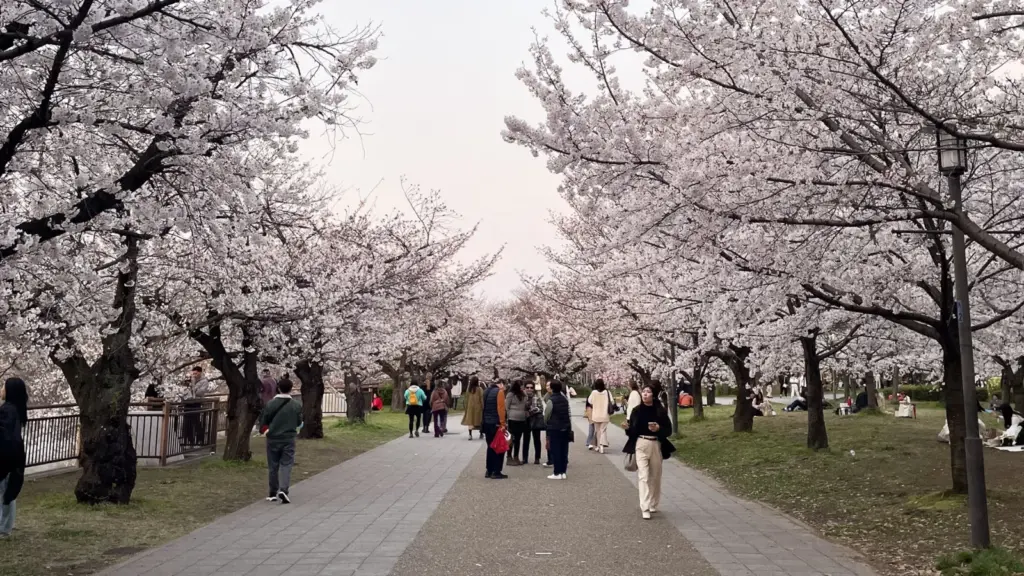 When is the Best Time to See Sakura in Japan 2026?