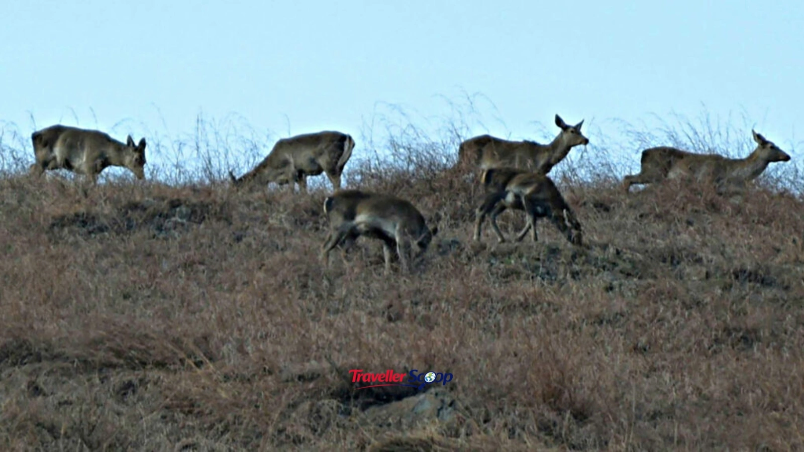 Hangul deer at Dachigam National Park Kashmir