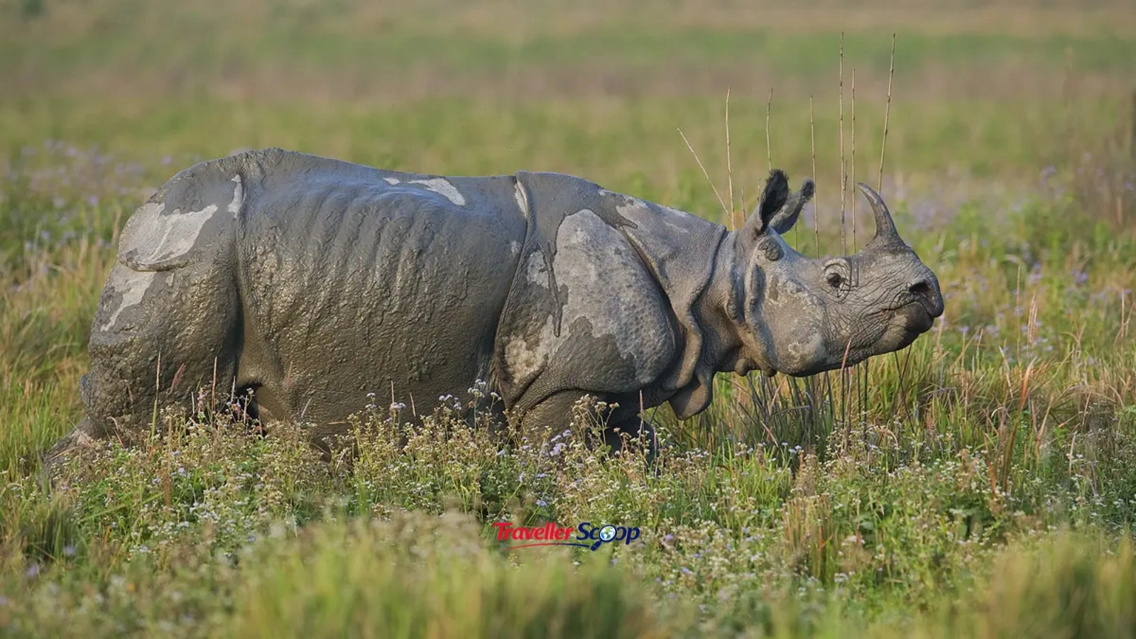 One horned rhinoceros in Kaziranga National Park