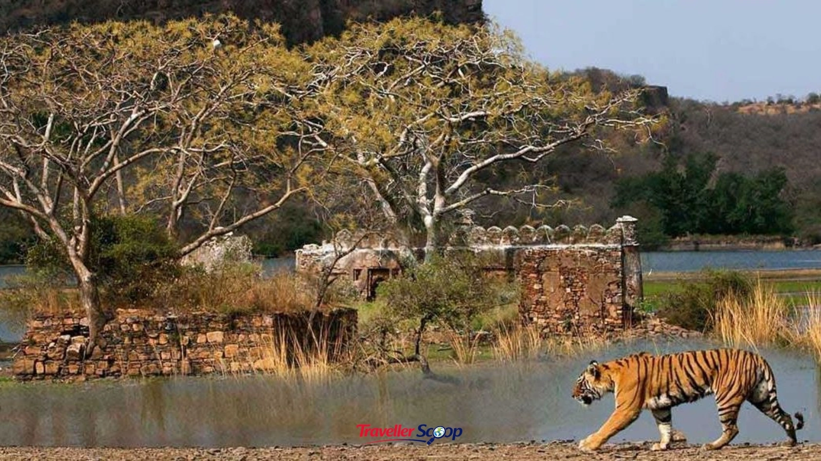 Ranthambore winter wildlife