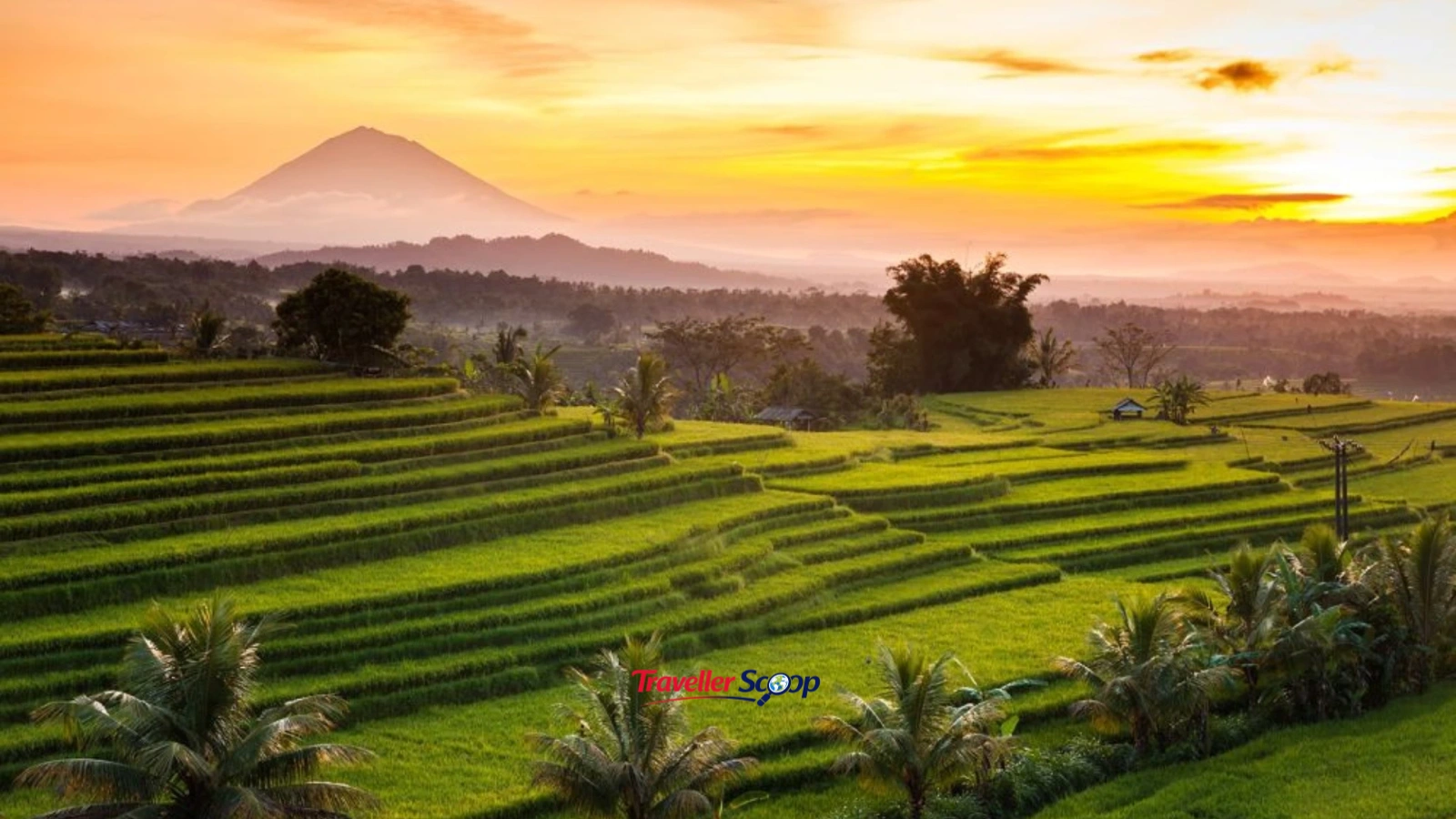 Bali rice terraces and tropical beach view Bali rice terraces and tropical beach view