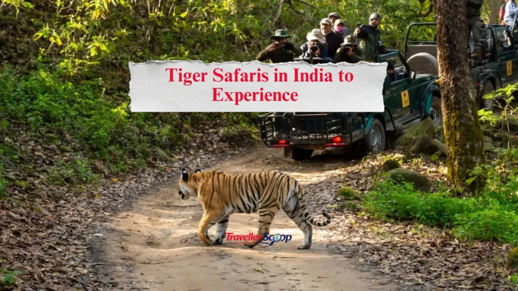 5 Thrilling Tiger Safaris in India to Experience Before the Parks Shut for Monsoon