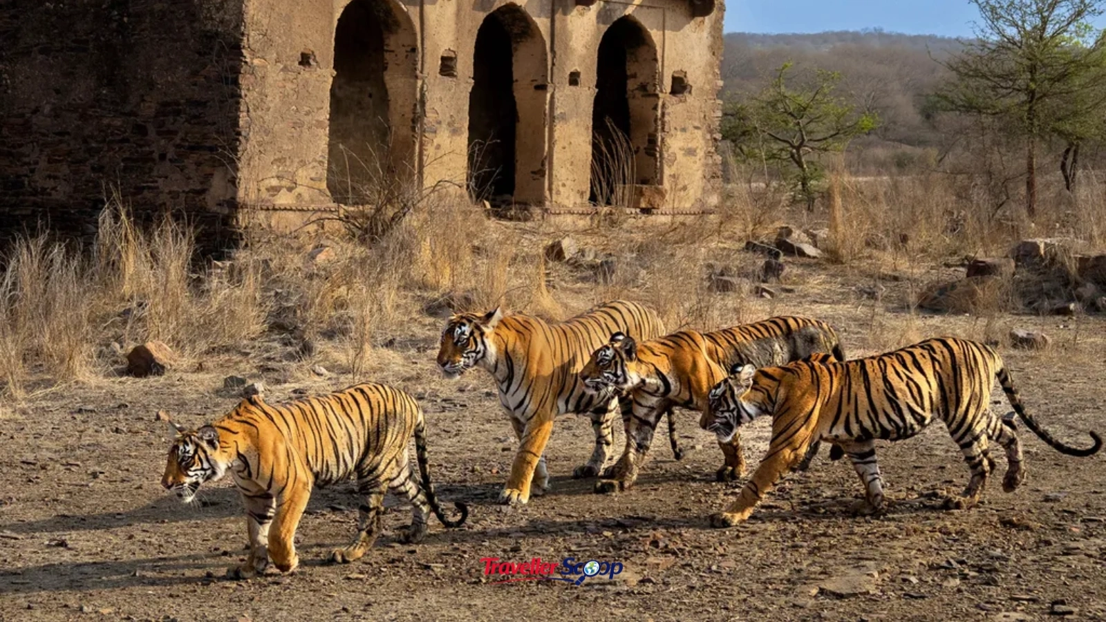 Tiger near ancient fort ruins at Ranthambore National Park Tiger near ancient fort ruins at Ranthambore National Park