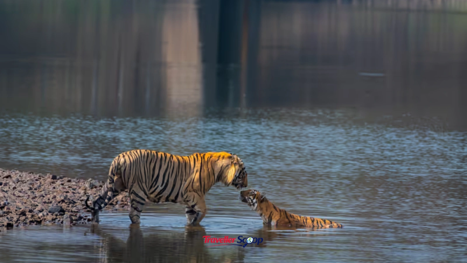 Bengal tiger sighting at Tadoba waterhole during tiger safari Bengal tiger sighting at Tadoba waterhole during tiger safari