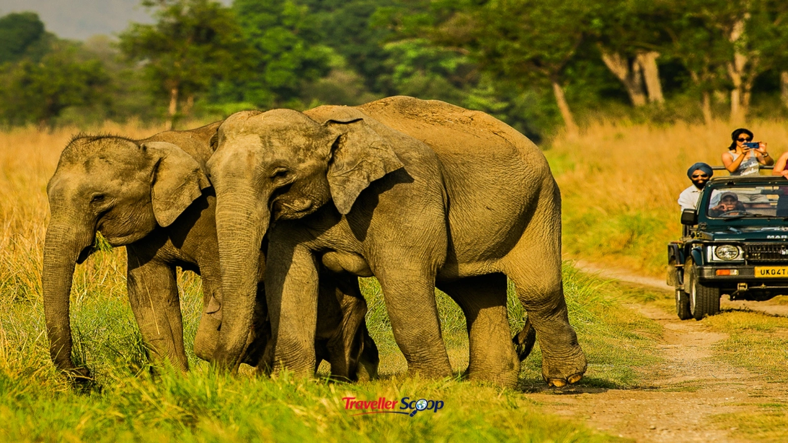 National Park jeep safari booking tiger safaris in India wildlife season National Park jeep safari booking tiger safaris in India wildlife season