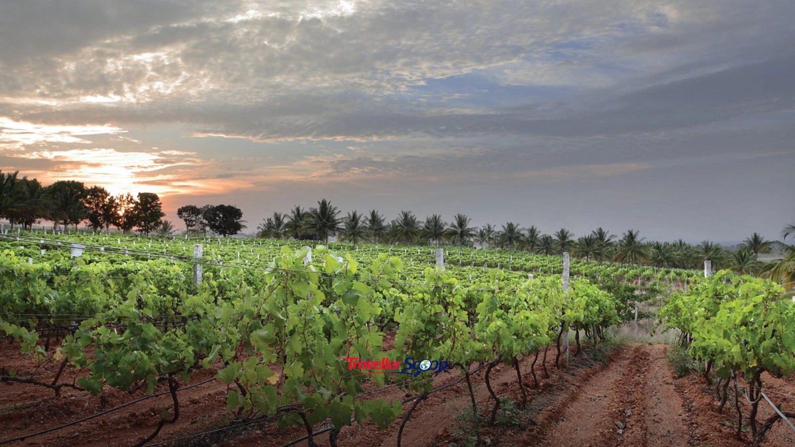 Grover Zampa Vineyards: Nandi Hills Grover Zampa Vineyards: Nandi Hills