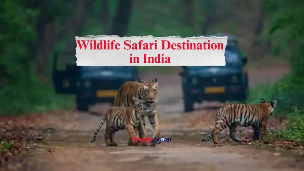 5 Best Wildlife Safari Destinations in India to Visit This Summer