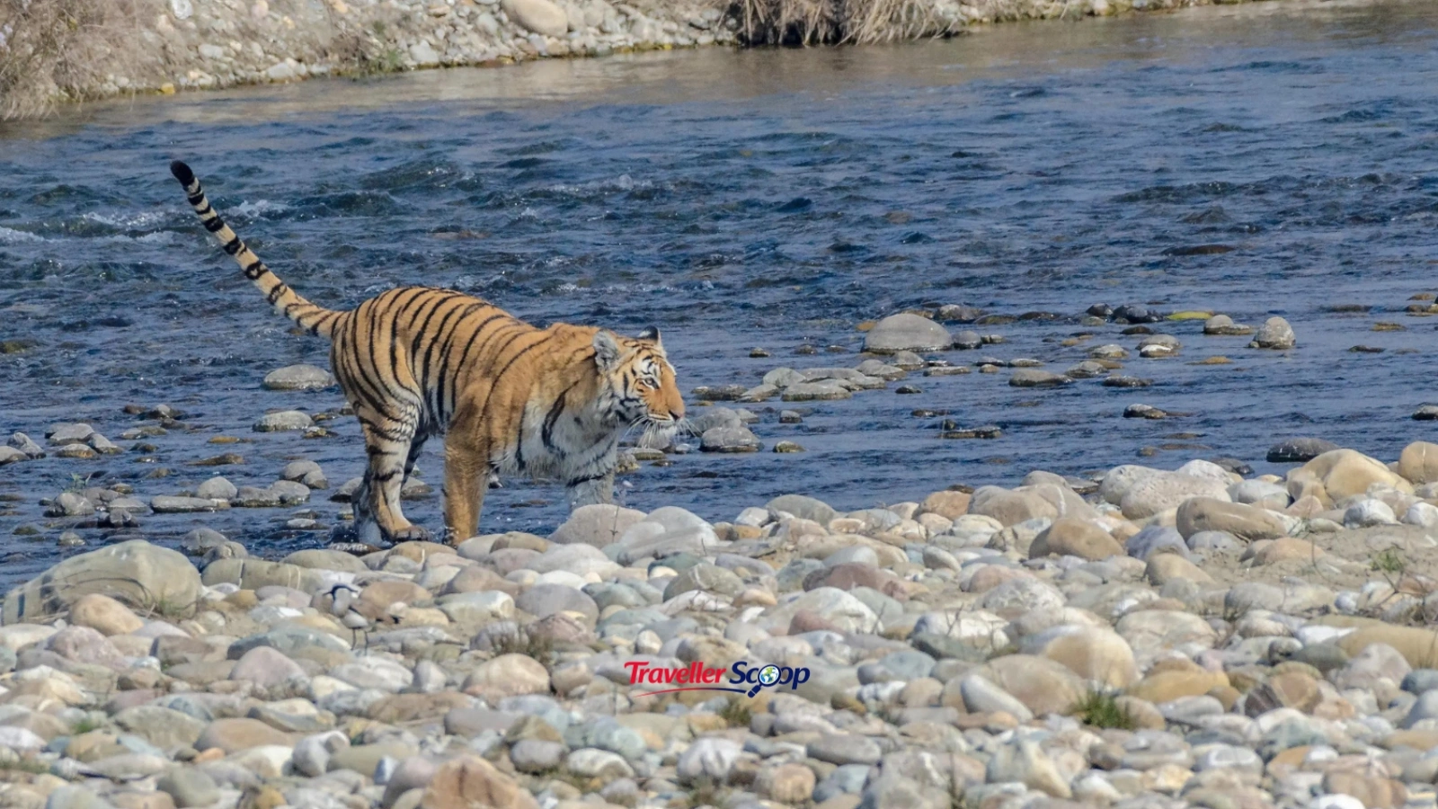Bengal tiger at Jim Corbett National Park during summer safari in India
