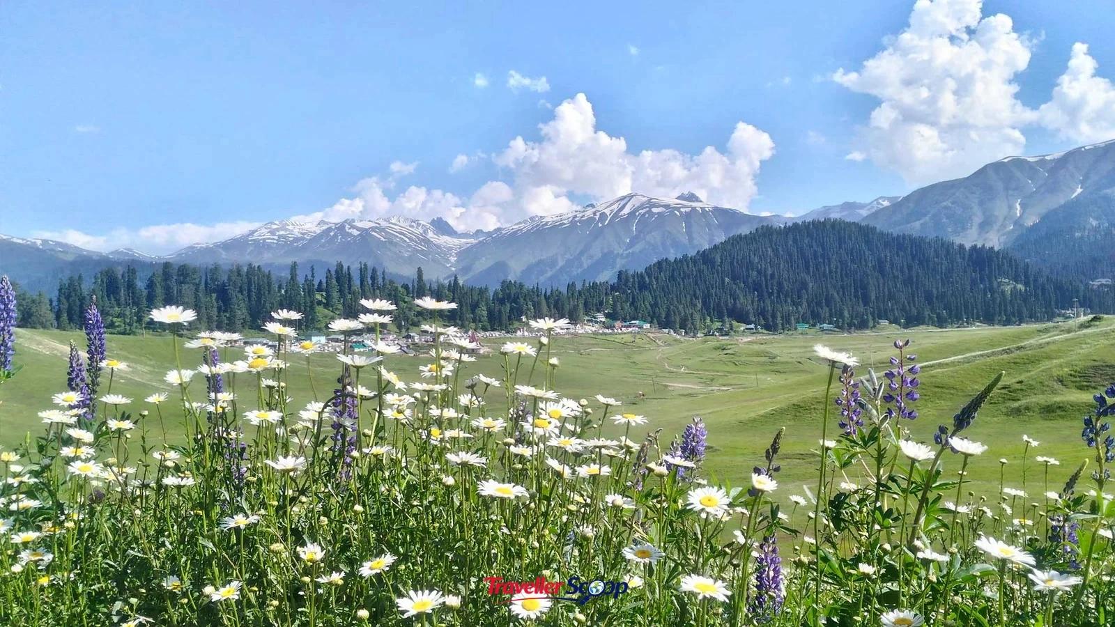 Gulmarg meadows summer flowers