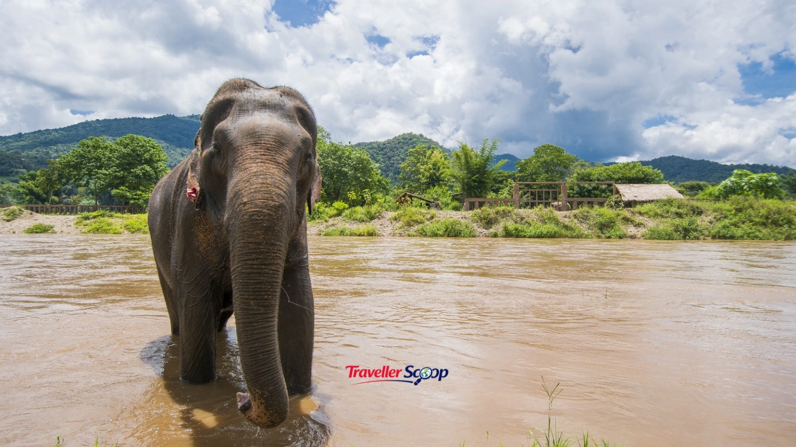 Elephant herd at Periyar National Park Kerala during summer