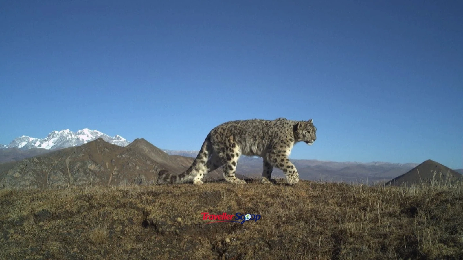 Snow leopard in Hemis National Park Ladakh