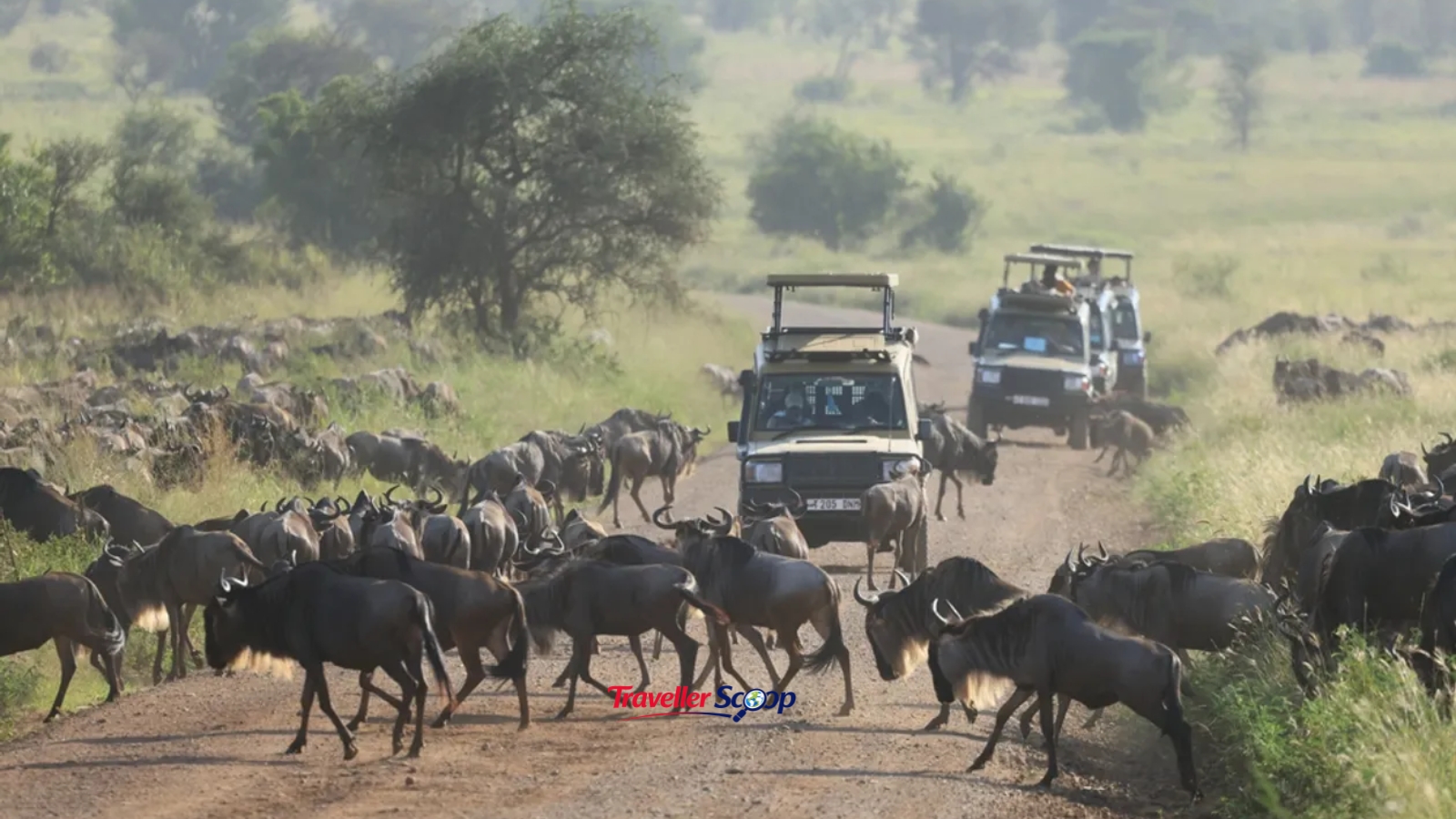 Great Migration wildebeest crossing in Tanzania July international trip from India in July for wildlife lovers Great Migration wildebeest crossing in Tanzania July international trip from India in July for wildlife lovers