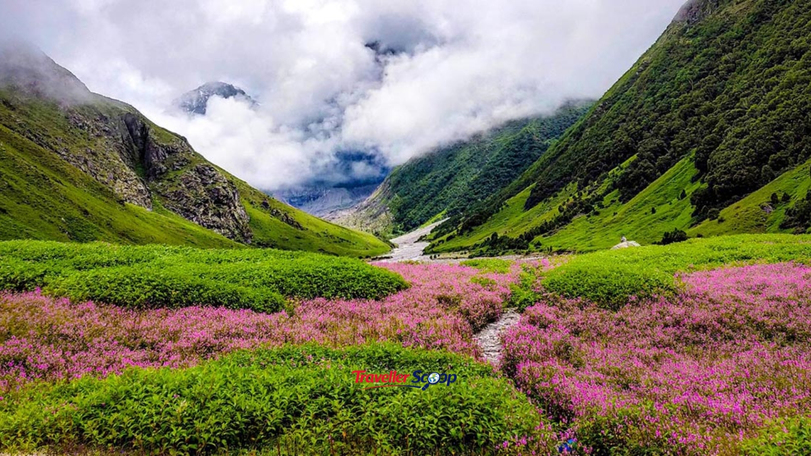 Valley of Flowers Uttarakhand blooming alpine flowers June Valley of Flowers Uttarakhand blooming alpine flowers June