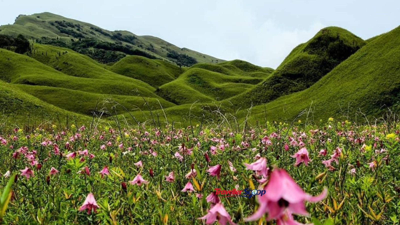Dzükou Valley, Nagaland Dzükou Valley, Nagaland