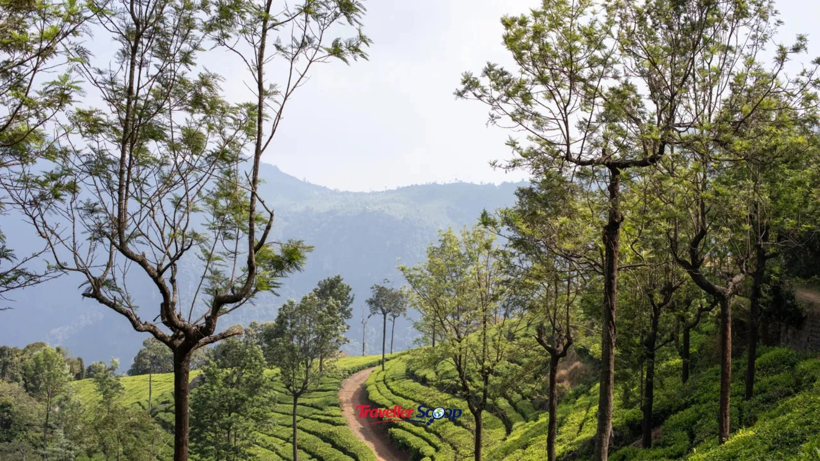 Scenic road to Munnar Kerala through tea gardens vs road to Ooty Tamil Nadu through Nilgiri hills Scenic road to Munnar Kerala through tea gardens vs road to Ooty Tamil Nadu through Nilgiri hills