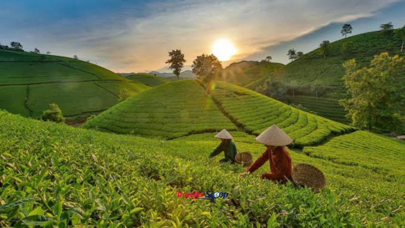 Moc Chau plateau Vietnam hidden gem tea fields Moc Chau plateau Vietnam hidden gem tea fields