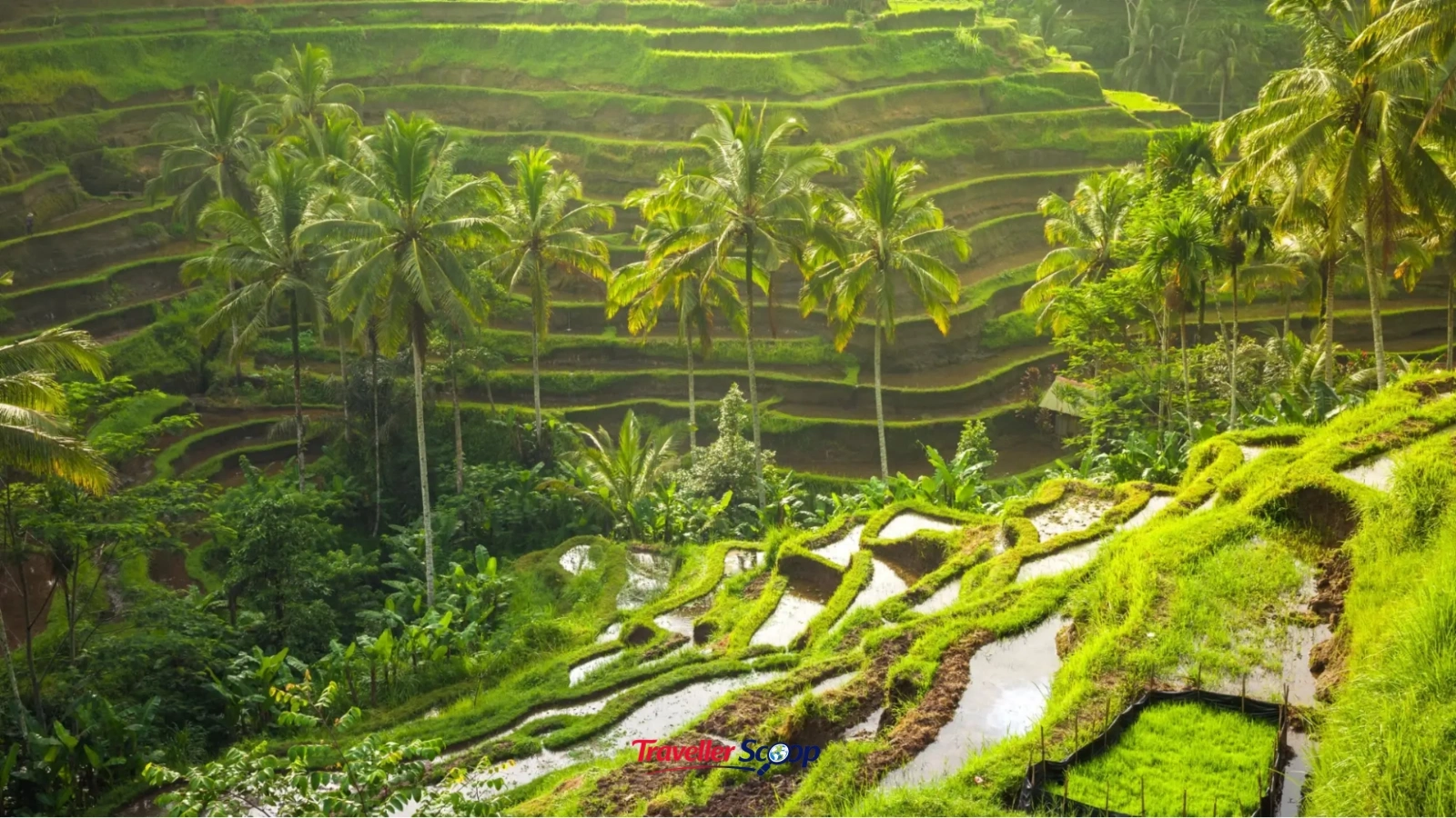 Tegallalang rice terraces in Bali Tegallalang rice terraces in Bali
