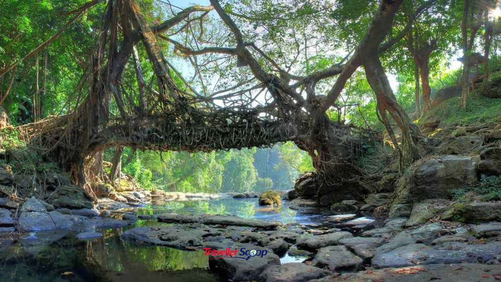 Living root bridge in Meghalaya during monsoon Living root bridge in Meghalaya during monsoon