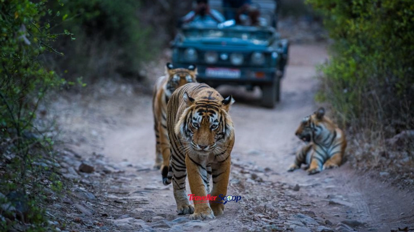 Tadoba andhari tiger Tadoba andhari tiger