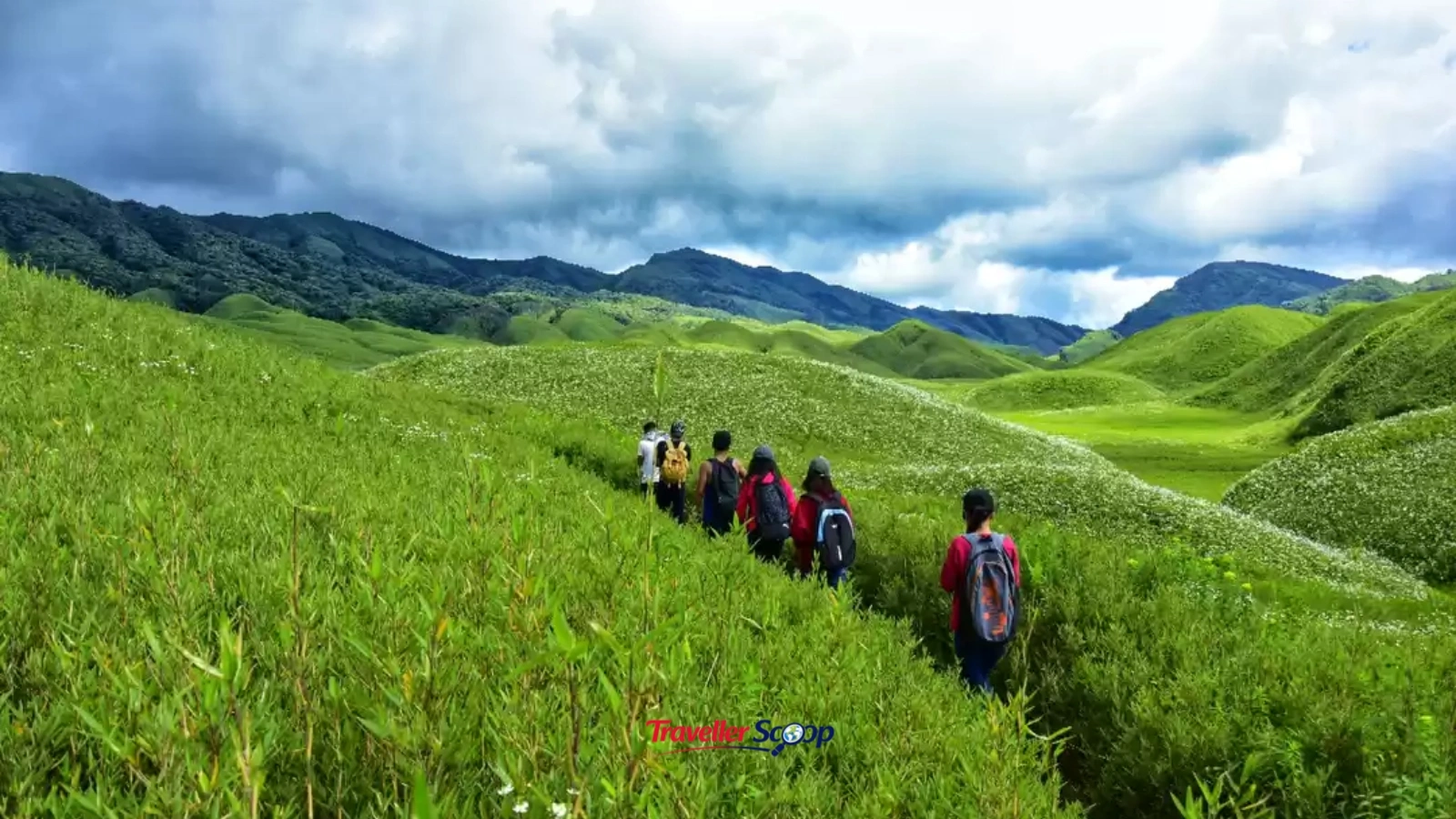 Dzukou Valley wildflowers and green hills in September Nagaland"