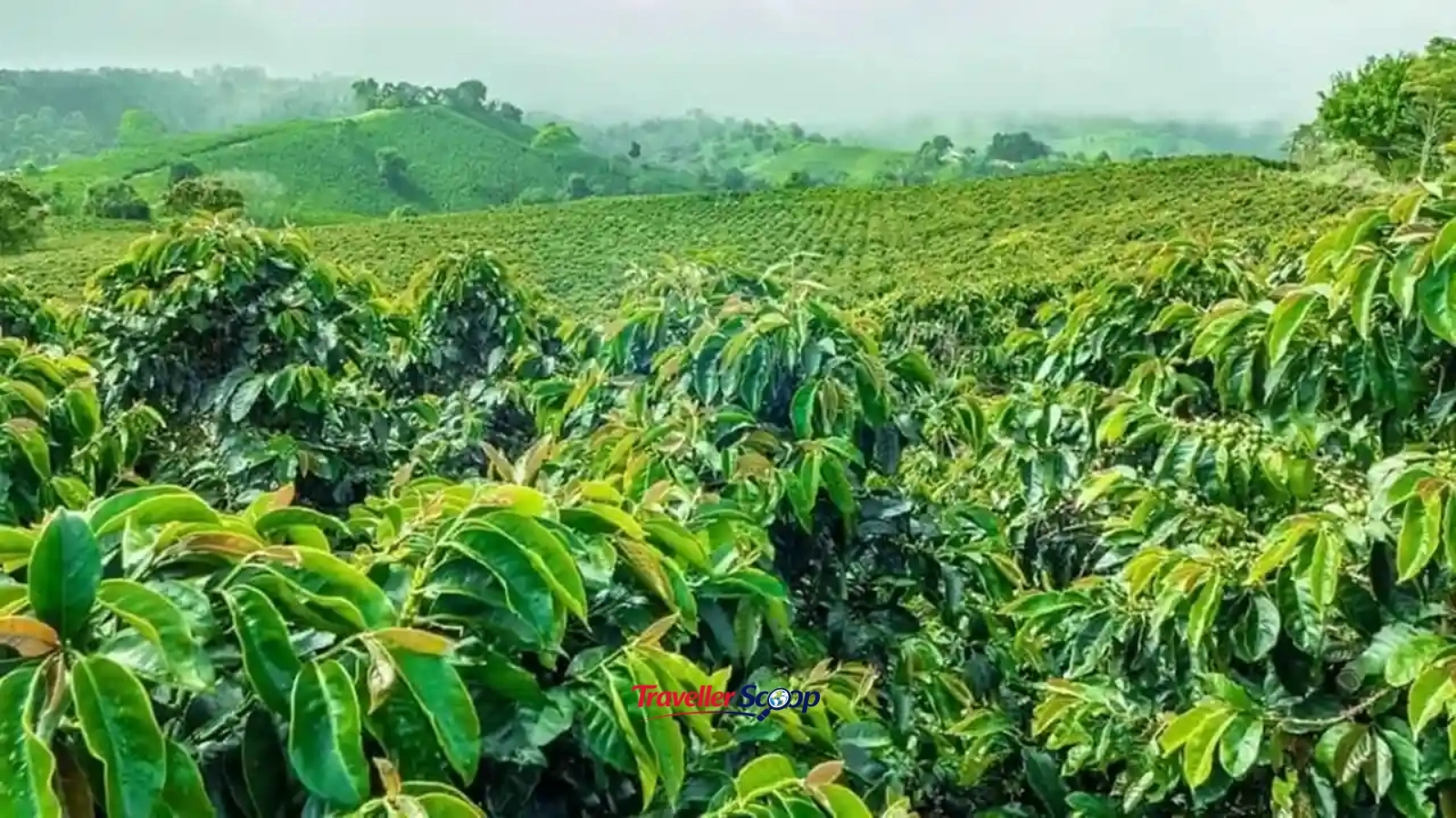 misty trekking trail through coffee plantations at Ananthagiri Hills near Hyderabad misty trekking trail through coffee plantations at Ananthagiri Hills near Hyderabad