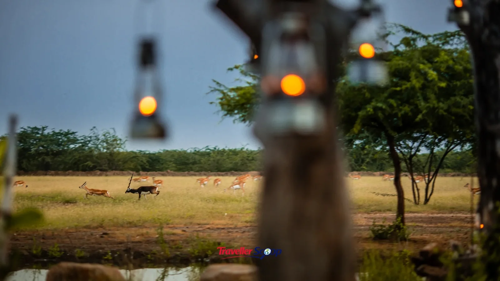 Traveller planning a safari budget for new wildlife lodges in India on a laptop