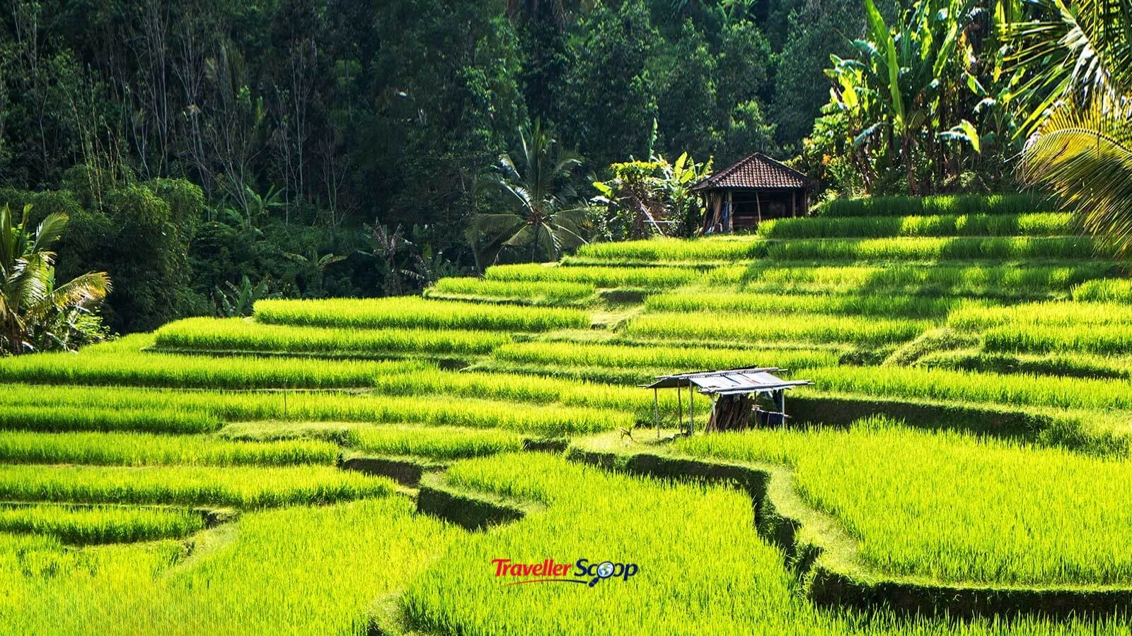 Rice terraces in Ubud, Bali, ideal for a cheap island vacation from India Rice terraces in Ubud, Bali, ideal for a cheap island vacation from India