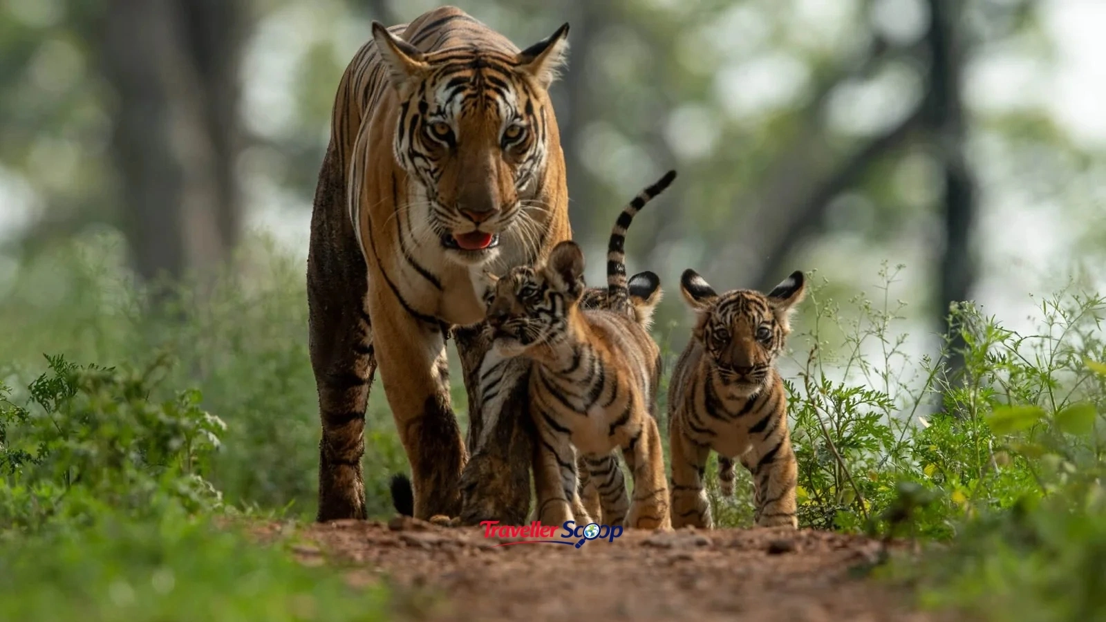 Wildlife sanctuaries in India for tiger safari Bengal tiger in Bandhavgarh National Park Wildlife sanctuaries in India for tiger safari Bengal tiger in Bandhavgarh National Park