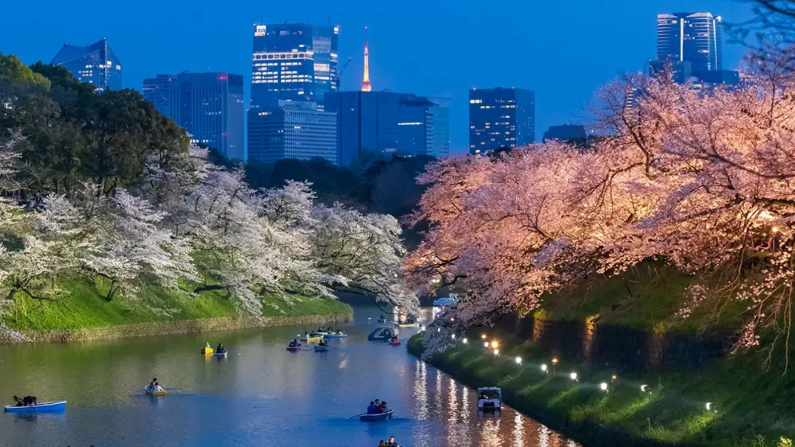 Sakura Festival in Chiyoda