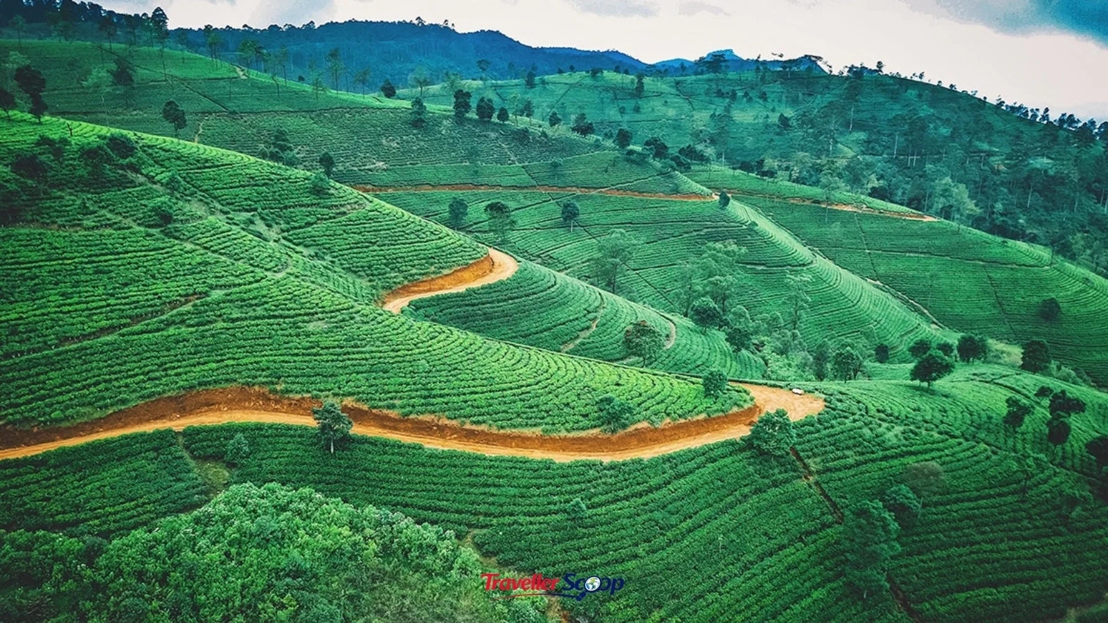 Sri Lanka tea hills Sri Lanka's tea hills